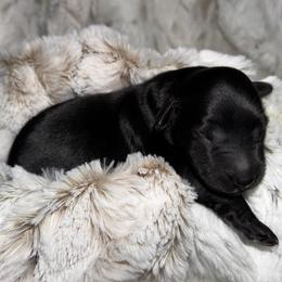 Boy 4 - male Golden Mountain Doodle puppy in Puyallup, Washington from Majestic Mtn Pups