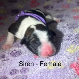 Siren - female Sporty Mix puppy in Richland, Michigan from Seay's Sporty Mixes