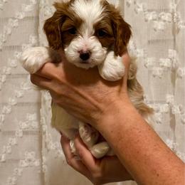 Memphis - Tri-color male Cavapoo puppy in Cedar City, Utah from Pearson's Poodles