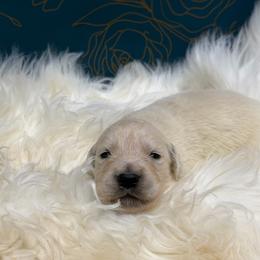 Wonton - Light golden male Golden Retriever puppy in Oak Hill, Florida from Swingin T Ranch LLC
