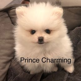 Pomeranian Puppies from Doc’s Little Poms