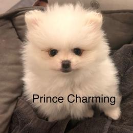 Pomeranian Puppies from Doc’s Little Poms