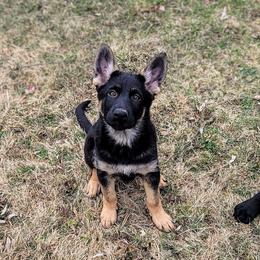 Girl 7 - Black and tan female German Shepherd puppy in Baldwinville, Massachusetts from Littlewood Shepherds