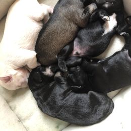 Miniature Schnauzer and Poodle Puppies from Bits & Bytes Farm
