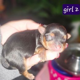 Girl 2 - Black and tan female Yorkshire Terrier puppy in Thornville, Ohio from My precious yorkies