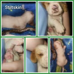 Stiltskin - Red and white male Basset Hound puppy in Mill Springs, North Carolina from Mountain View Basset Hounds