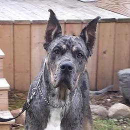 Luca - Great Dane