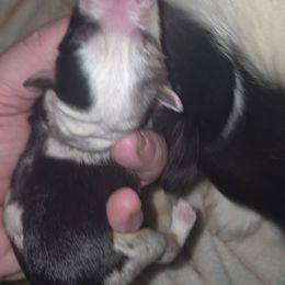 Blue Merle boy 1 - Red merle male Toy Australian Shepherd puppy in Madisonville, Tennessee from LaRose Farm & Kennels