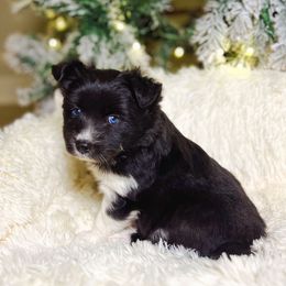 Lindt - Black and white male Pomsky puppy in Cleveland, Ohio from Lake Point Pomskies