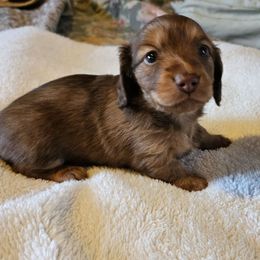Lolli - Chocolate and tan female Dachshund puppy in Lebanon, Oregon from Willow Moons Dachshunds