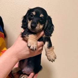 Red - Black and cream male Dachshund puppy in Oakdale, California from Mini Dachshunds