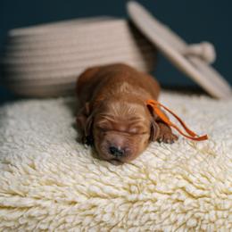 Hazel - Red  female Goldendoodle puppy in Duncan, South Carolina from Abner Creek Poodles & Doodles