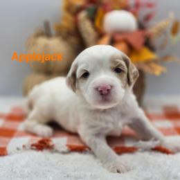 Applejack - Parti male Goldendoodle puppy in Summerville, South Carolina from Channys Doodles