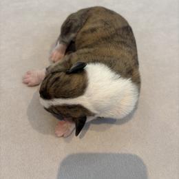 Cornbread - Fawn brindle female Whippet puppy in Fort Myers, Florida from Rainbow Whippets