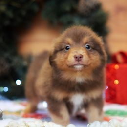 Bella - Red tri-color female Miniature American Shepherd puppy in Battle Ground, Washington from Casita Miniature American Shepherds