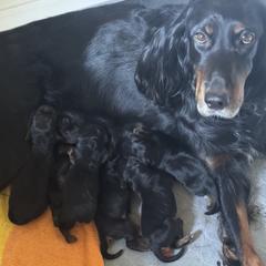 Gordon Setter puppies from Jodi's Kennel