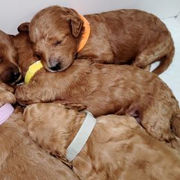 Goldendoodles and Poodles from Echo Lake Poodles