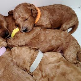 Goldendoodles and Poodles from Echo Lake Poodles