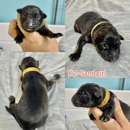 K2 - Sand girl - Sable female German Shepherd puppy in Oakley, California from Von Guadachi German Shepherds & Audacity Border Collies