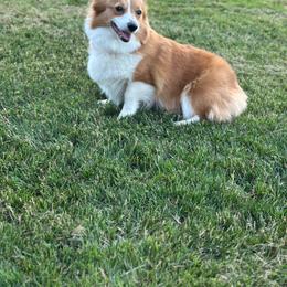 Ditto - Pembroke Welsh Corgi
