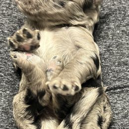 Bernedoodle Puppies from Jeanie’s Doodles