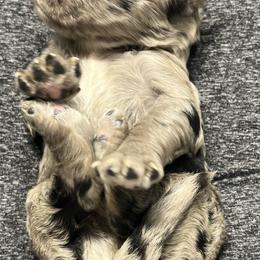 Bernedoodle Puppies from Jeanie’s Doodles