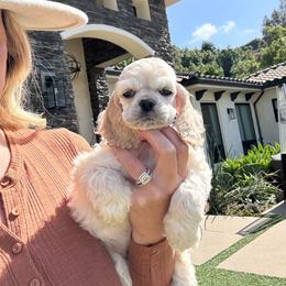 Pink collar female - Buff female Cocker Spaniel puppy in Bonsall, California from CuttinBlue Farms