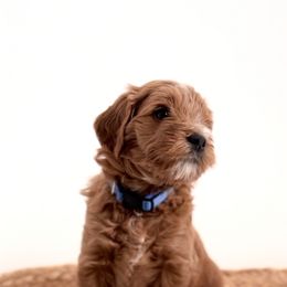 Goldendoodle Puppies from Indy Goldendoodles