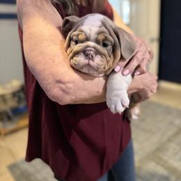 Bulldog Puppies from Bullevardier Bulldogs
