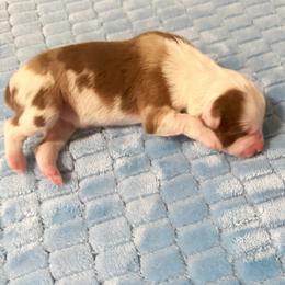 Girl 5 - Red merle female Miniature Australian Shepherd puppy in Pensacola, Florida from TNT MINI AUSSIES