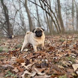 Lettie - Pug