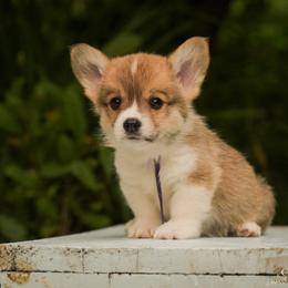 Purple Boy - Red male Pembroke Welsh Corgi puppy in Penobscot, Maine from Corgi Bliss Pembroke Welsh Corgis