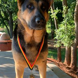 Kuna - German Shepherd