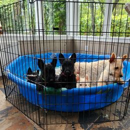 Scottish Terrier Puppies from Nicole's Scottish Terriers