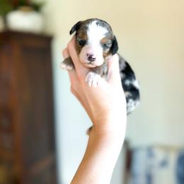 Sweet Heart - female Australian Mountain Doodle puppy in Iowa from Burkhart Family Puppies
