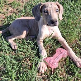 Maybelline - Merle female Great Dane puppy in Cunningham, Kansas from Garden Grove Great Danes