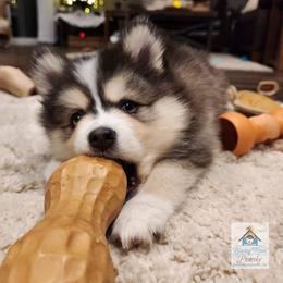 Pomsky Puppies from Bluebird House of Pomsky