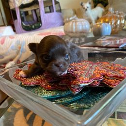 Boy 5 - Black male Chihuahua puppy in Red Bluff, California from Aye Chihuahua