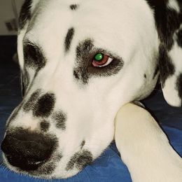 Dalmatians from Antietam Dalmatians