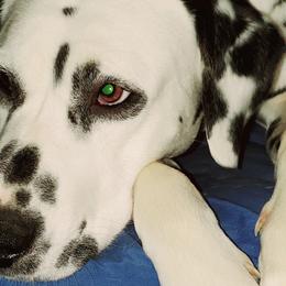 Dalmatians from Antietam Dalmatians