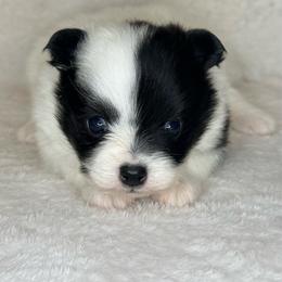 Ham - Black parti male Pomeranian puppy in Lexington, Oklahoma from BooneDox Miniature Dachshunds