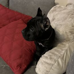 Girl 4 - Black Cane Corso puppy in Asheville, North Carolina from War Dogs