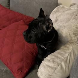 Girl 4 - Black Cane Corso puppy in Asheville, North Carolina from War Dogs