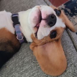 Beagles from Joyful Noise Beagles