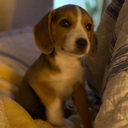 Beagles and English Springer Spaniels from Marsh Creek K9s