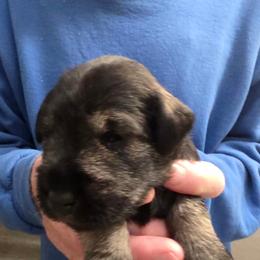 Boy 3 - Salt and pepper male Miniature Schnauzer puppy in Fresno, California from Findell Kennel, LLC