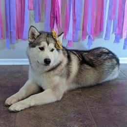 Tali - Alaskan Malamute