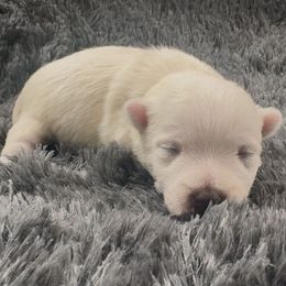 Male 2 - White male West Highland White Terrier puppy in Mcneal, Arizona from Olympian Giant Schnauzers and Westie’s!