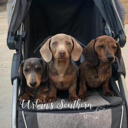Dachshunds from Urban’s Southern Dacshunds