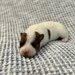 Elsa - White and tan female Russell Terrier puppy in Valley Mills, Texas from Bar Rafter C Shorty Jacks